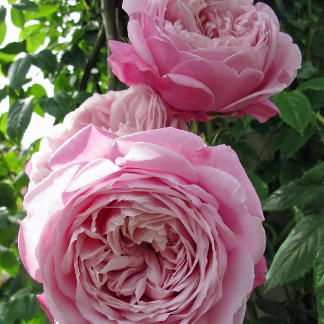 Купить саженцы розы Спирит оф Фридом (Spirit of Freedom), шраб, ОКС в питомнике 