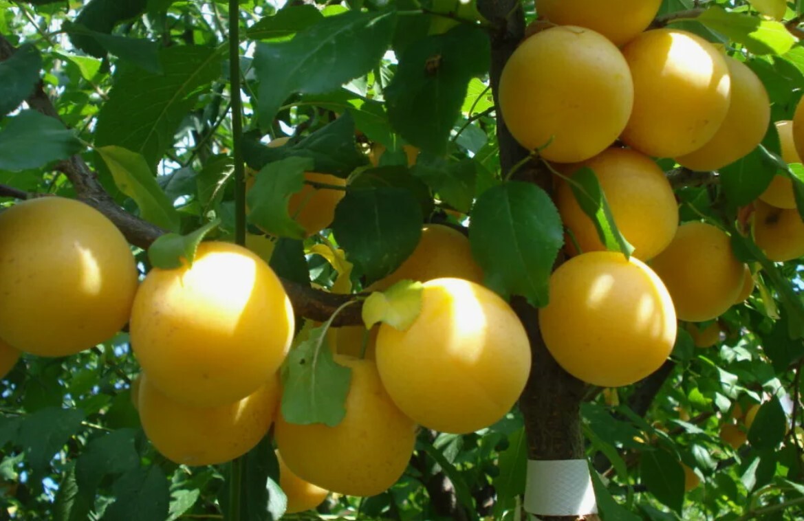 ШАРАФУГА БЕЛЛА ГОЛД