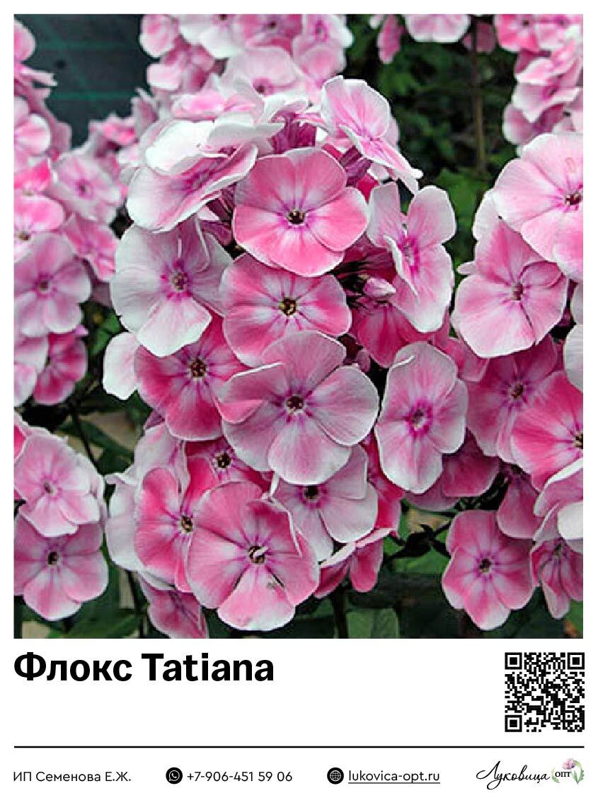 Флокс Tatiana (Метельчатый) 1 шт