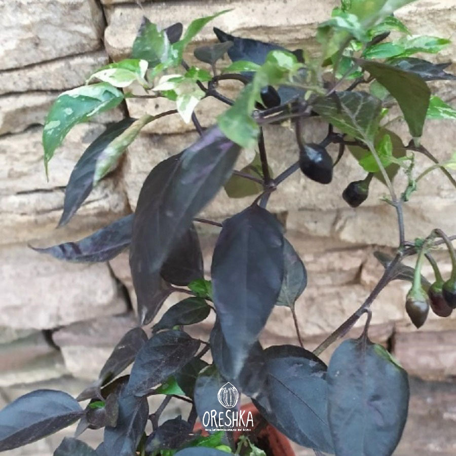 Seeds of Hot pepper Arabian night (Capsicum) — 5 pcs