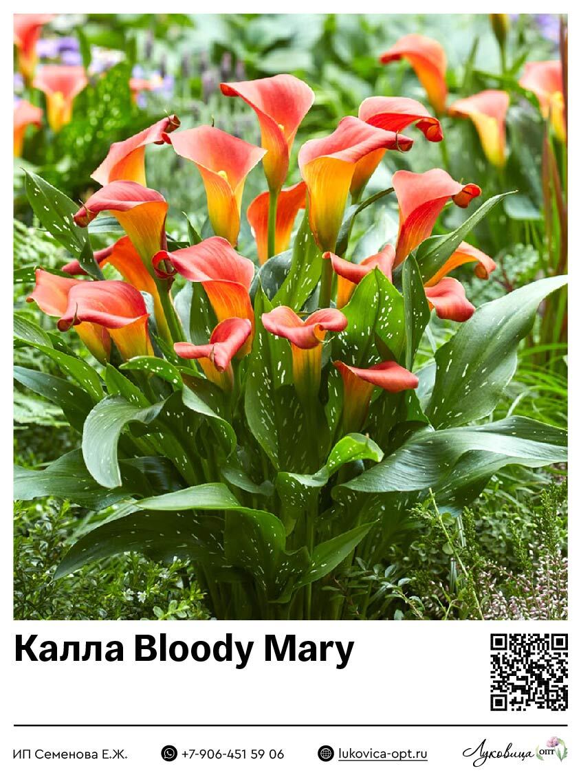 Калла Bloody Mary