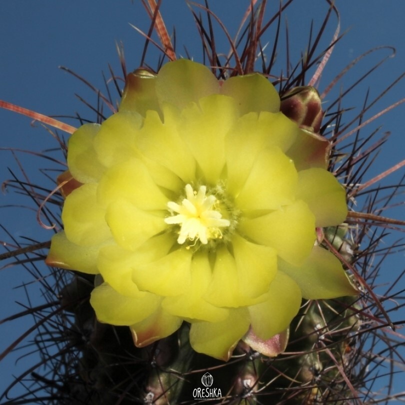 Seeds of Cactus Hamatocactus hamatocanthus v. papyracanthus VM 230 (Hamatocactus hamatocanthus v. papyracanthus VM 230) — 10 pcs