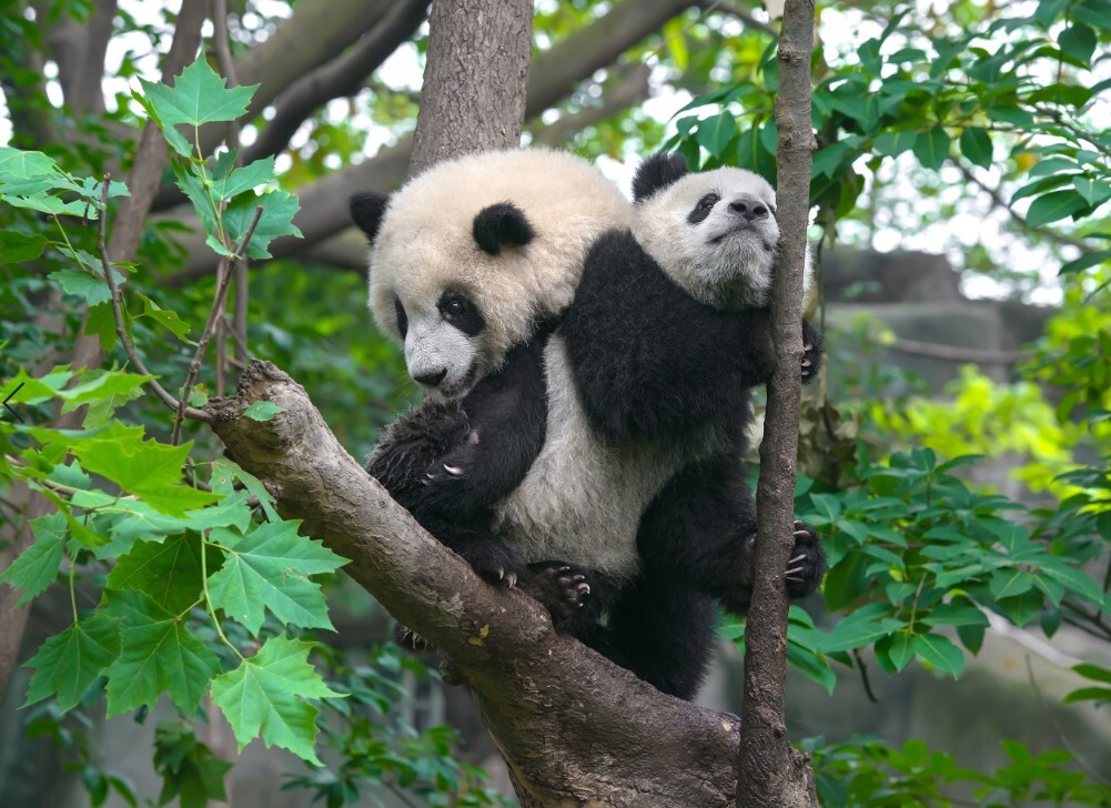 Как использовать pandas
