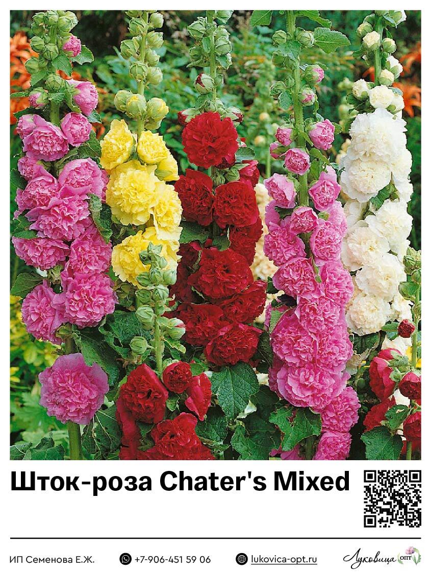 Шток-роза Chater's Mixed 2 шт