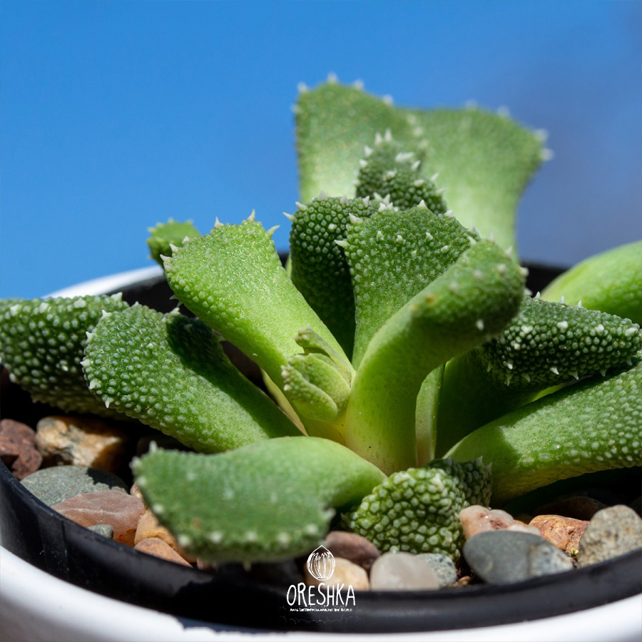 Seeds of Succulent Aloinopsis luckhoffii (Aloinopsis luckhoffii) — 10 pcs