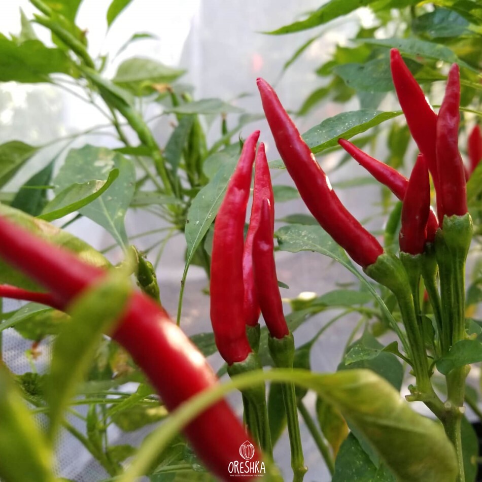 Seeds of Hot pepper Thai dragon red (Capsicum)