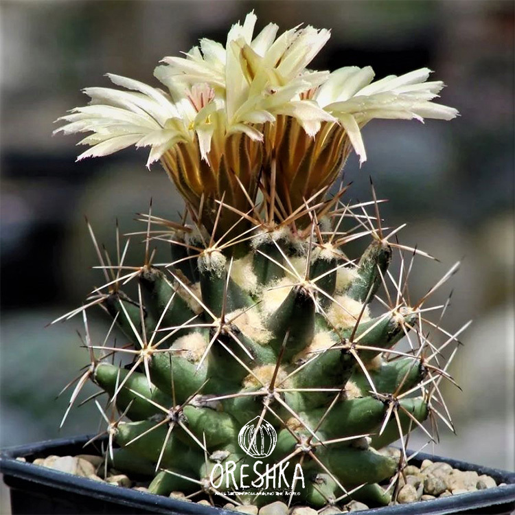 Seeds of Cactus Coryphantha mix (Coryphantha mix)