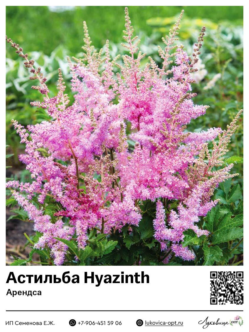 Астильба Hyazinth (Арендса) 1 шт