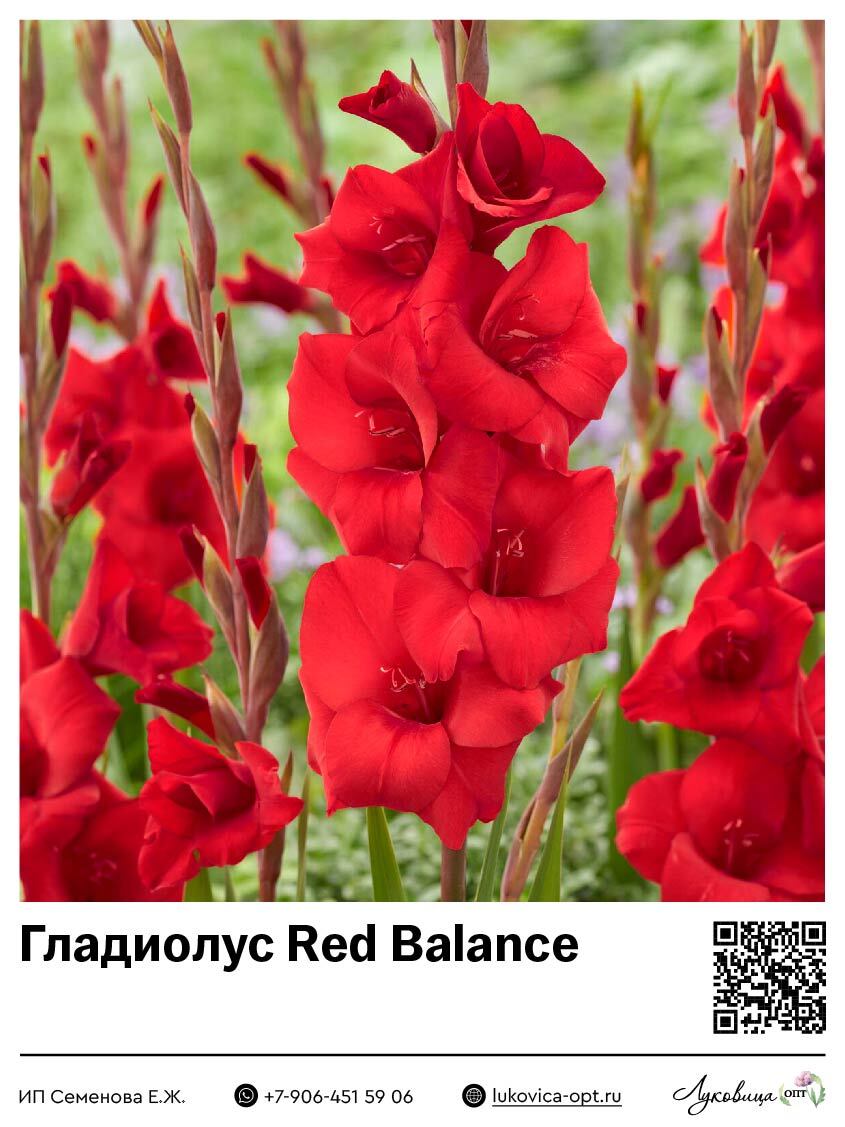 Гладиолус Red Balance 5 шт
