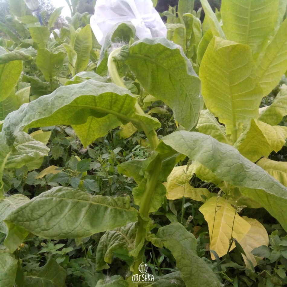 Seeds of Tobacco red russian (Nicotiana tabacum) — 300 pcs