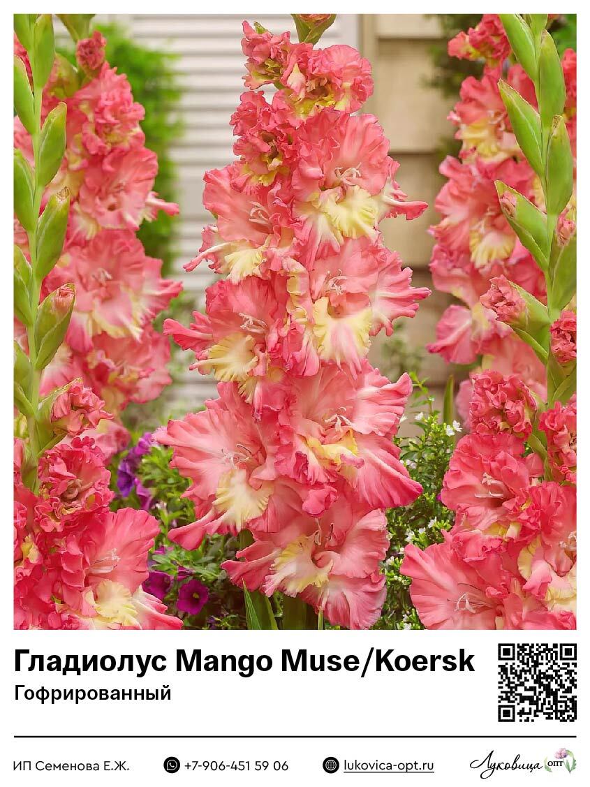 Гладиолус Mango Muse / Koersk (Гофрированный) 5 шт