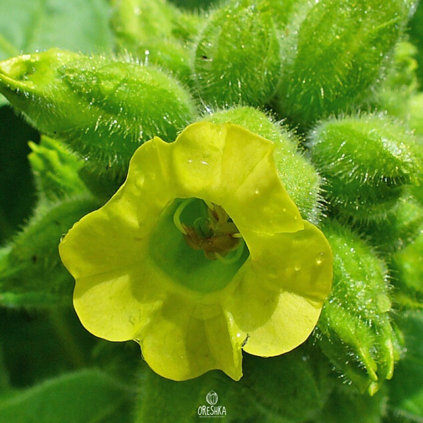 Seeds of shag Bakun 46 (Nicotiana tabacum) — 300 pcs