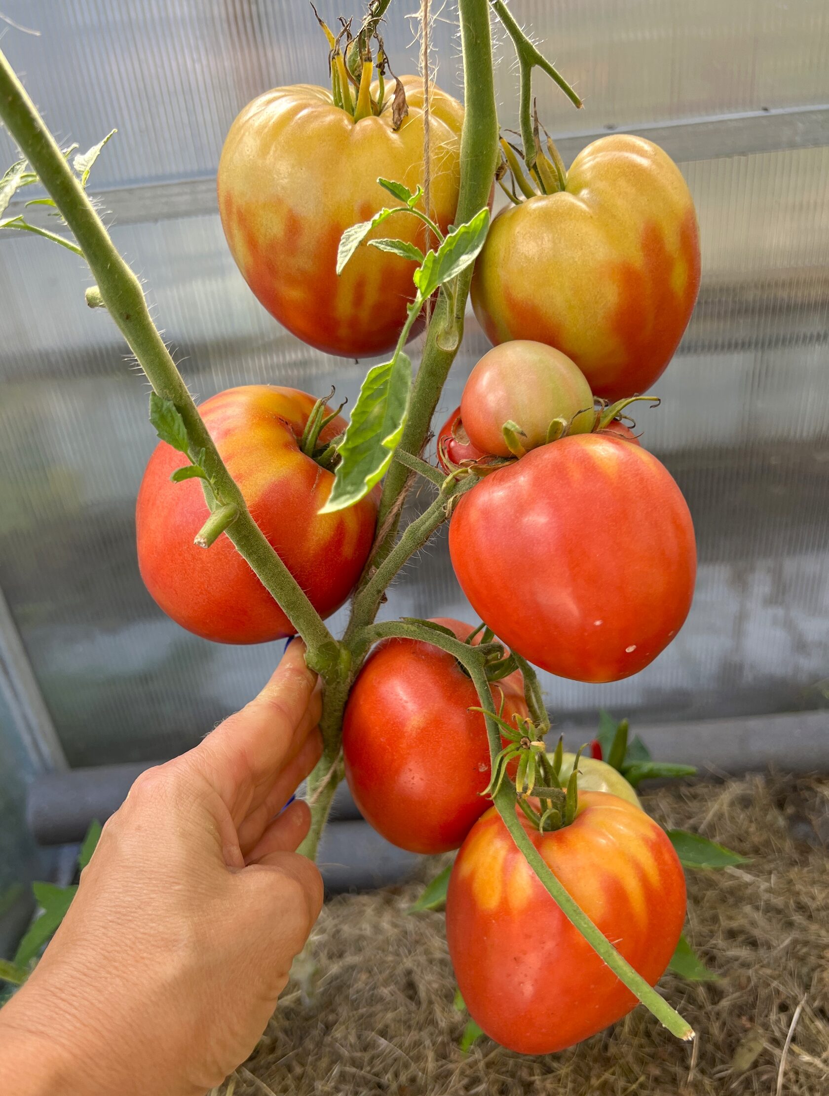 Семена Бычье Сердце Компакт Купить