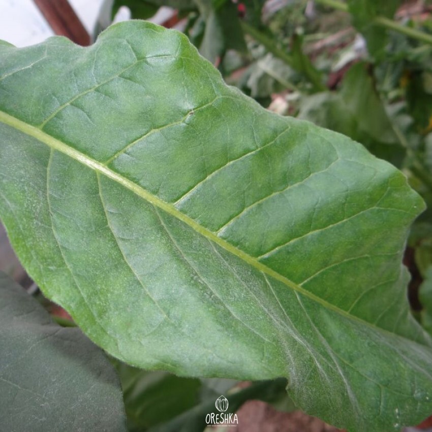 Seeds of Tobacco papante (Nicotiana tabacum) — 300 pcs