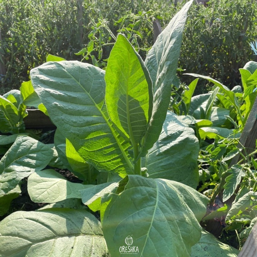 Seeds of USA Virginia Gold Tobacco (Nicotiana tabacum) — 300 pcs