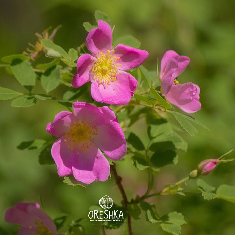 Seeds of Rosehip mountain Ural (Rosa montana) — 20 pcs