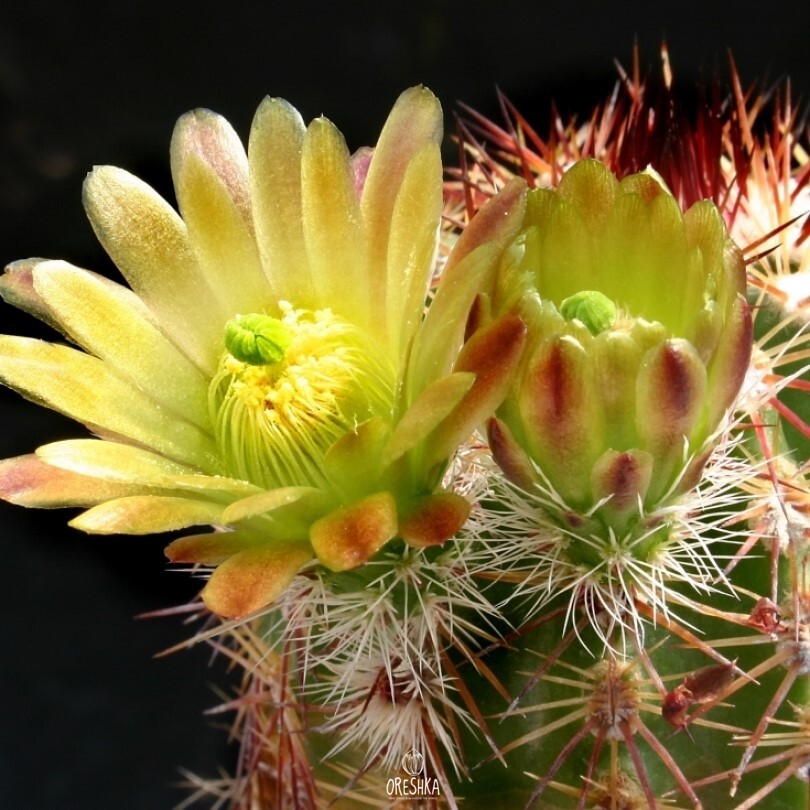 Seeds of Cactus Echinocereus chloranthus SB 1476 (Echinocereus chloranthus SB 1476) — 10 pcs