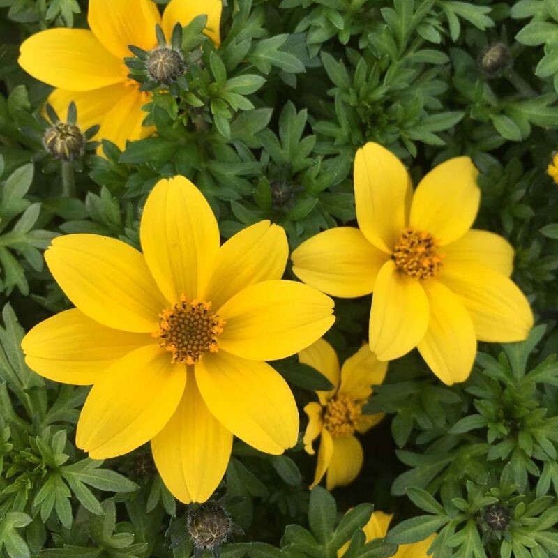 Bidens ferulifolia