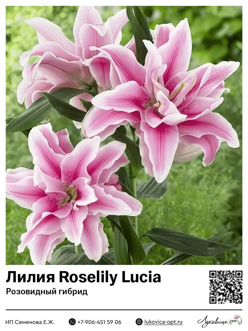 Лилия Roselily Lucia (Розовидный гибрид)