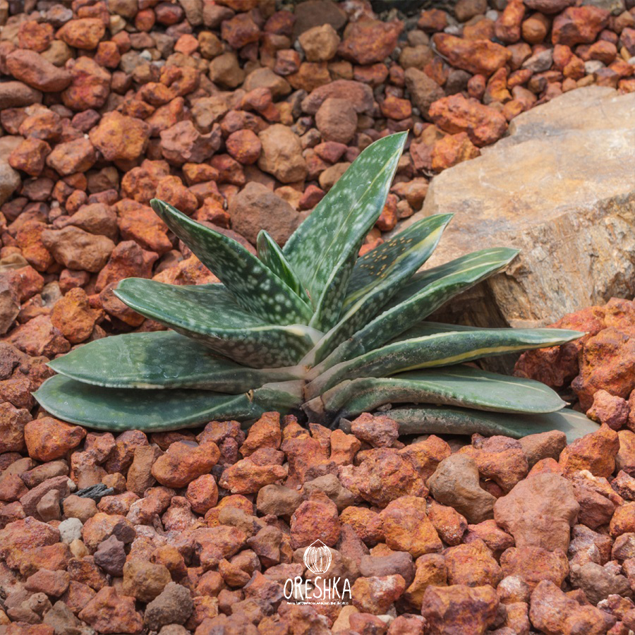 Seeds of Succulent Gasteria disticha (Gasteria disticha) — 10 pcs