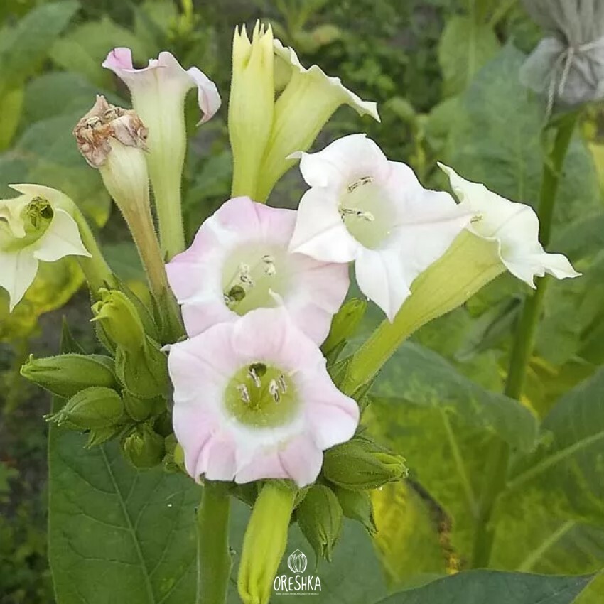 Seeds of Tobacco CB13 (Nicotiana tabacum) — 300 pcs