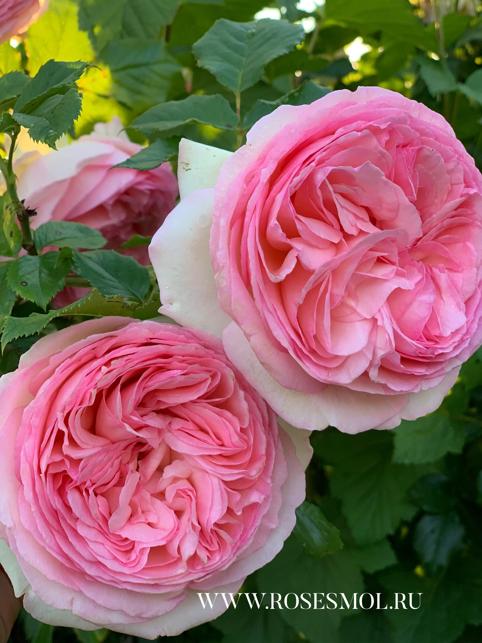 Роза Пьер де Ронсар (Pierre de Ronsard) Питомник ROSESMOL, Московская ...