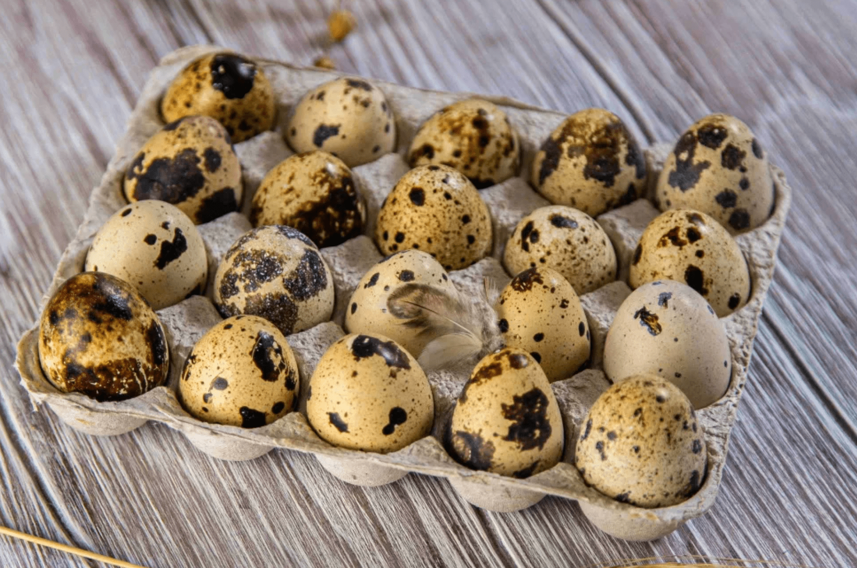 Куриное перепелиное. Яйцо перепелиное инкубационное. Перепелка с яйцами. Перепелиные яйца и Перепелка. Домашние перепелиные яйца.