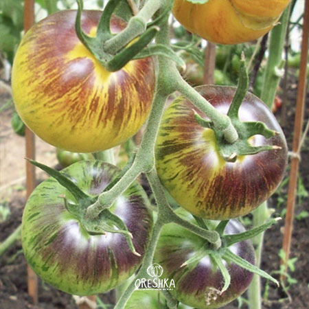 Seeds of Tomato Primary colors (solanum lycopersicum) — 10 pcs
