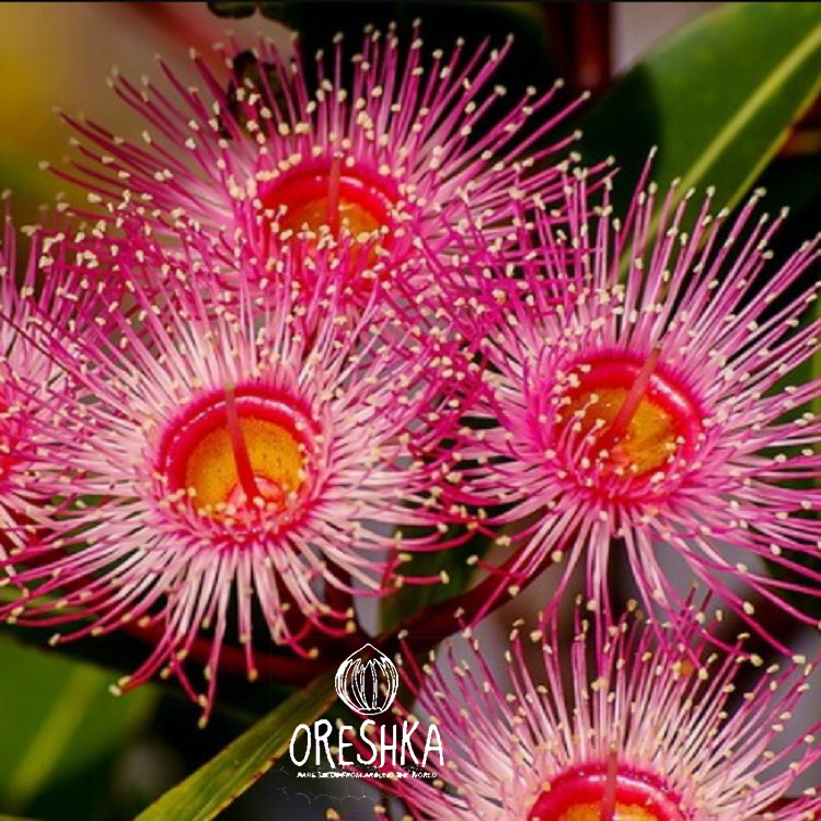 Seeds of Eucalyptus Hybrid (Eucalyptus) — 500 pcs
