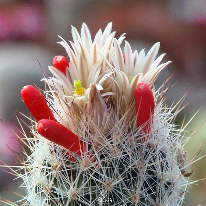 Seeds of Cactus Escobaria duncanii SB 467 (Escobaria duncanii SB 467) — 10 pcs