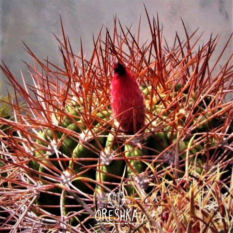 Seeds of Cactus Denmoza rhodacantha (Denmoza rhodacantha) — 10 pcs