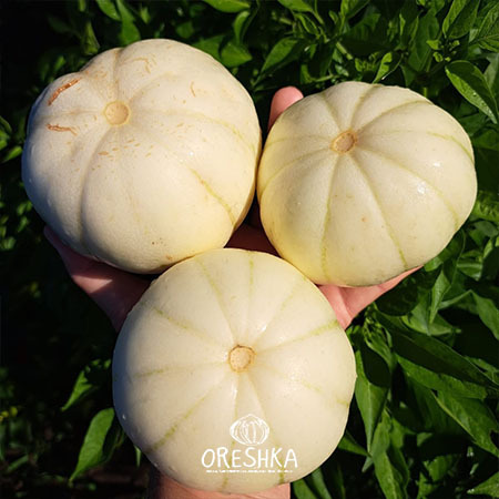 Seeds of Melon Honey Chrysanthemum (Cucumis melo) — 5 pcs
