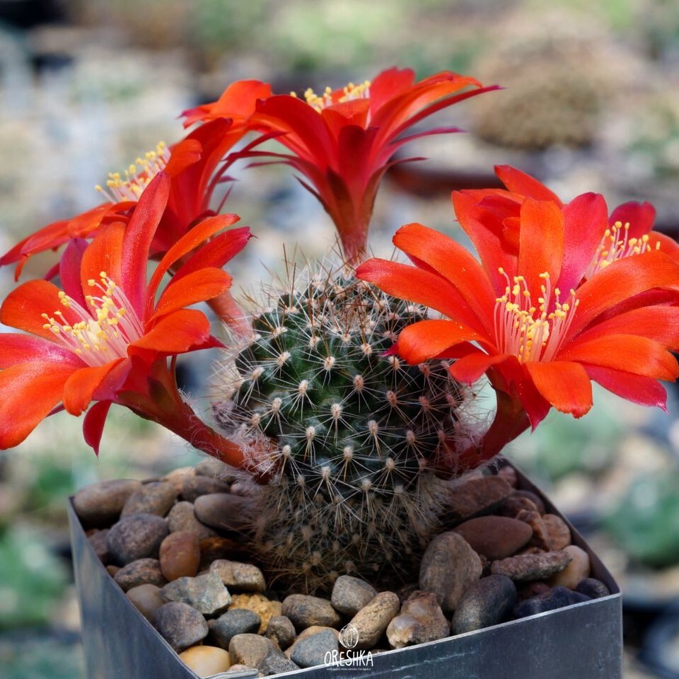 Seeds of Cactus Aylostera albiareolata RH 1037a (Aylostera albiareolata RH 1037a) — 10 pcs