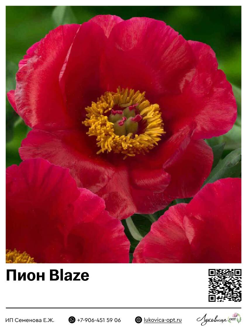 Пион Blaze