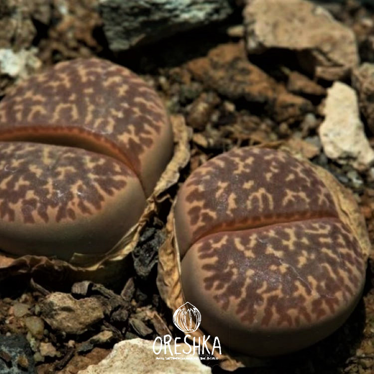 Seeds of Succulent Lithops naureeniae C-304 (Lithops naureeniae C-304) — 10 pcs