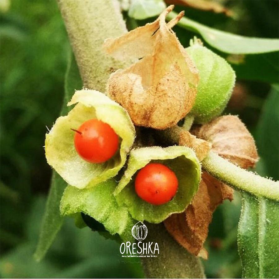 Seeds of Ashwagandha — 20 pcs