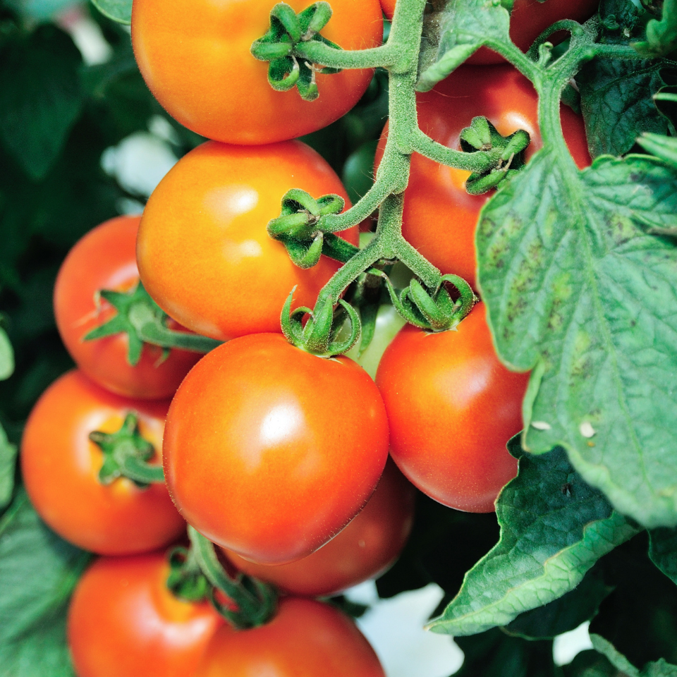 Tomato Willard Wynn GreenTara