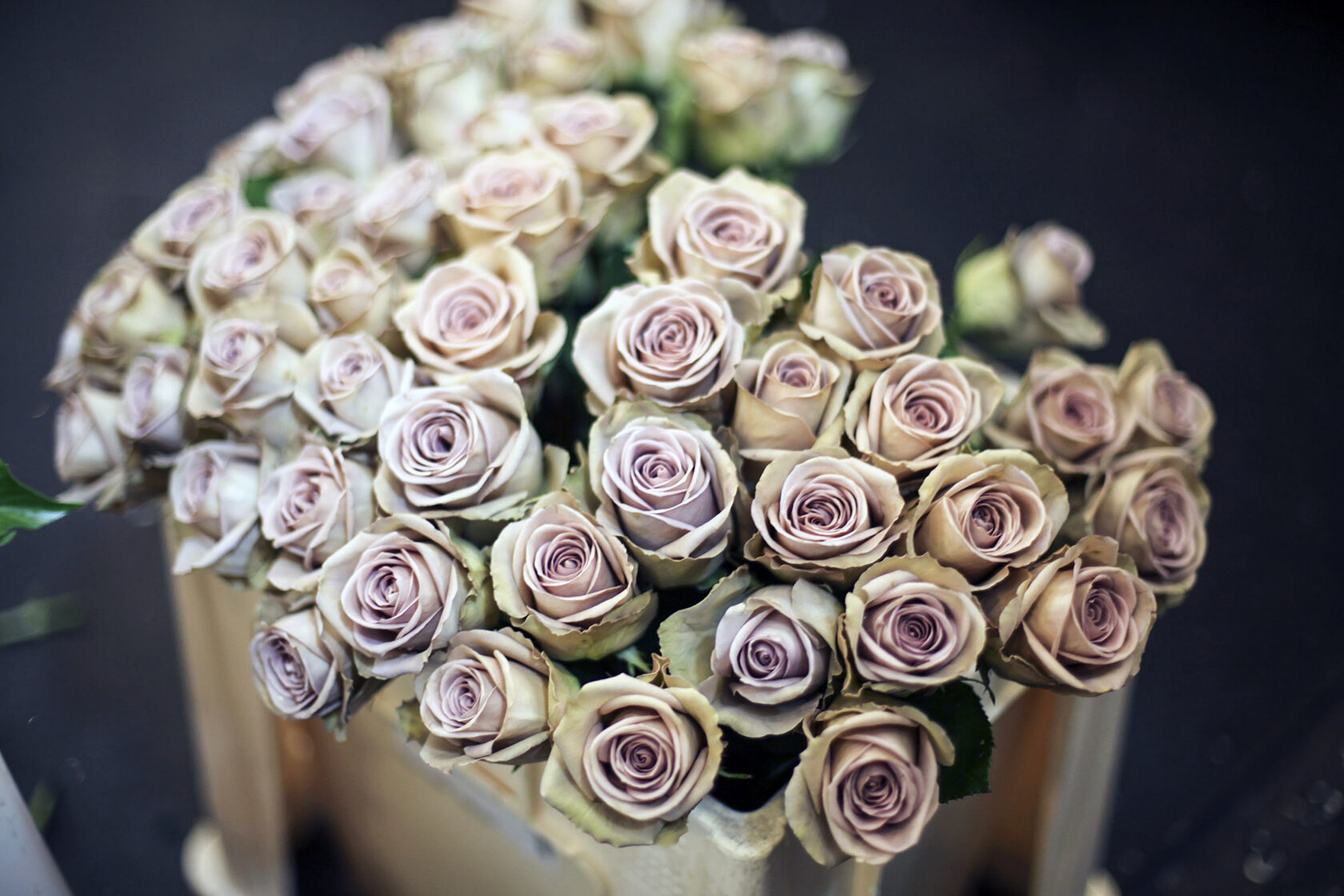 Роза Амнезия