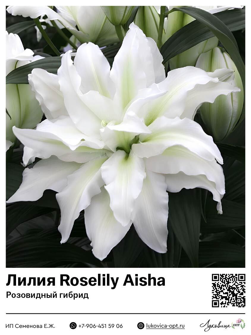 Лилия Roselily Aisha (Розовидный гибрид)