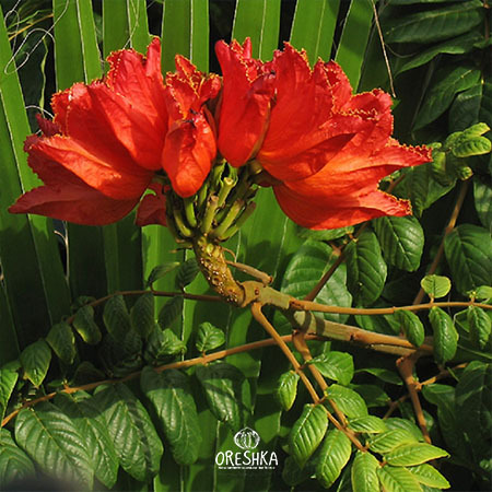 Spathodea campanulata seedling young tropical tree container indoor