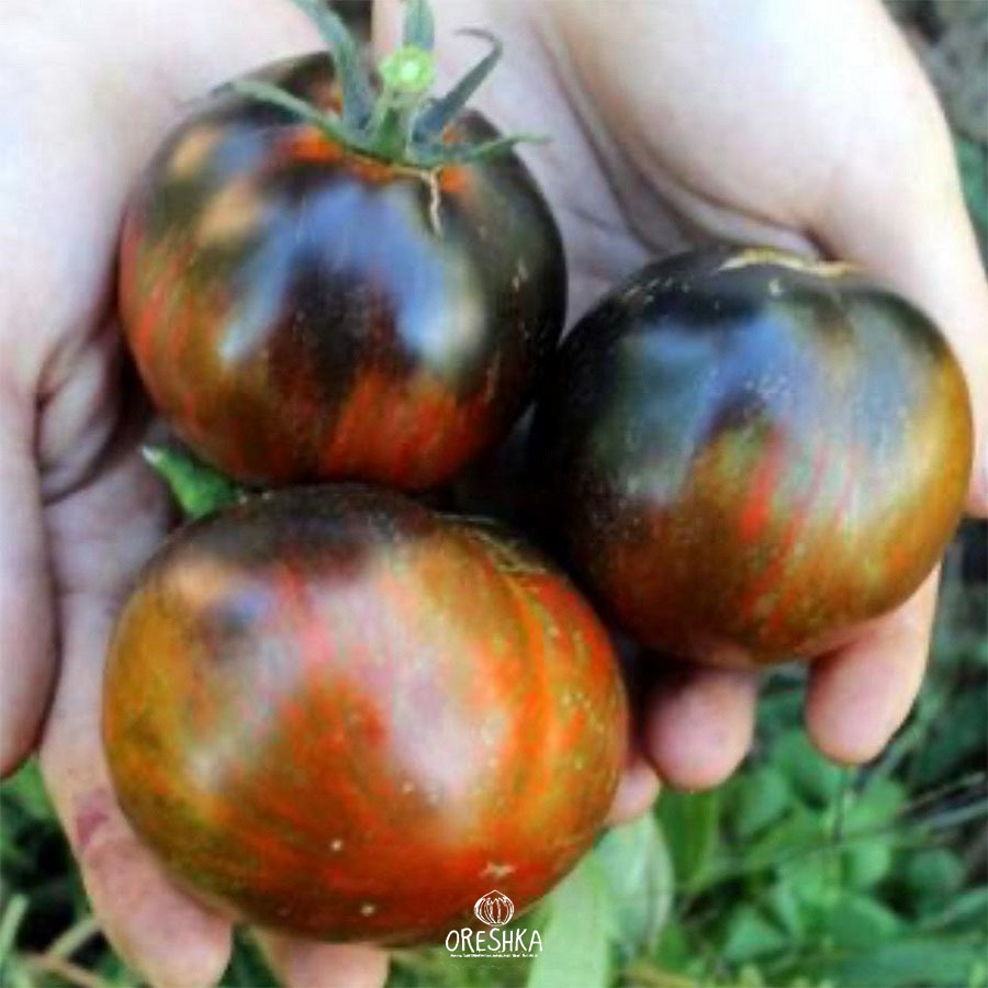 Seeds of Tomato Cosmic Eclipse (solanum lycopersicum) — 10 pcs