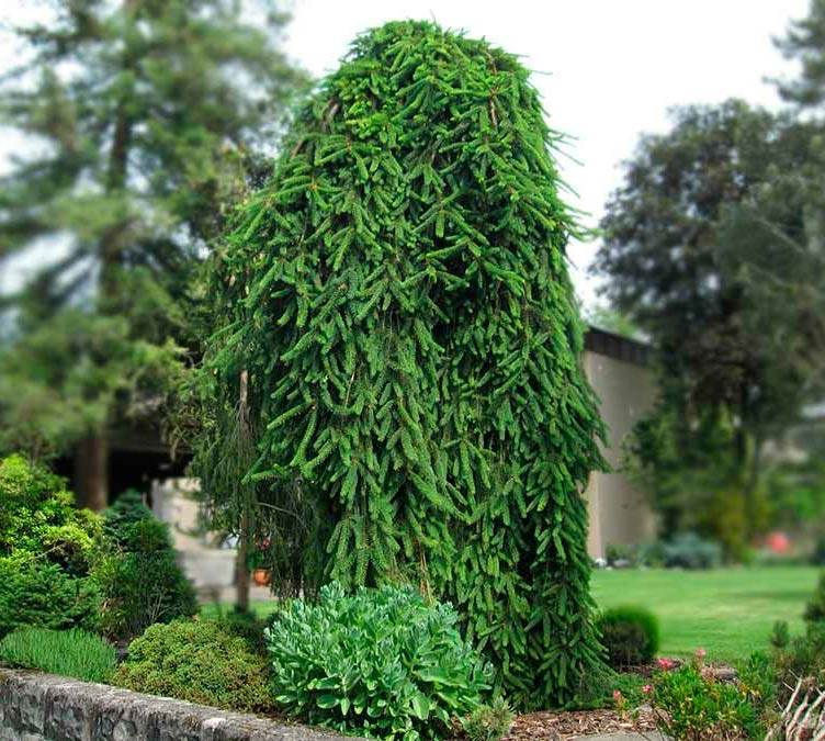 Picea abies frohburg описание фото