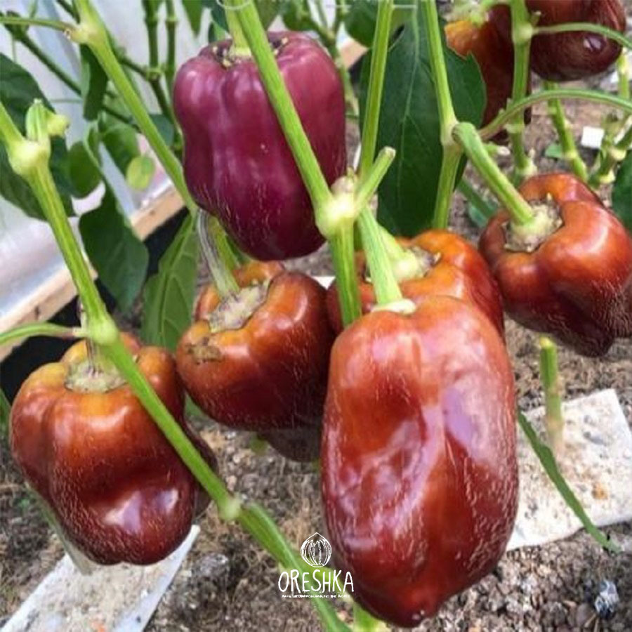 Violoncello pepper purple-yellow streaked fully ripe colour change