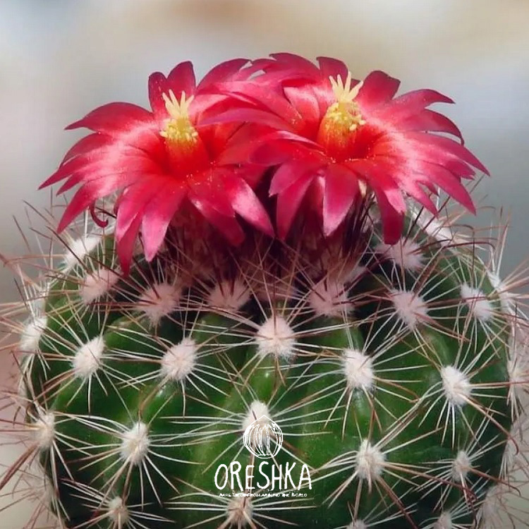Seeds of Cactus Parodia mix (Parodia mix) — 10 pcs
