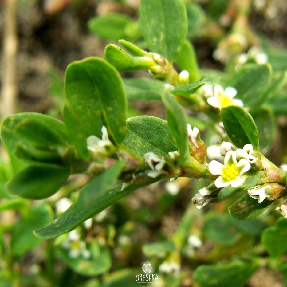 Seeds of Knotgrass (Polygonum aviculare) — 100 pcs