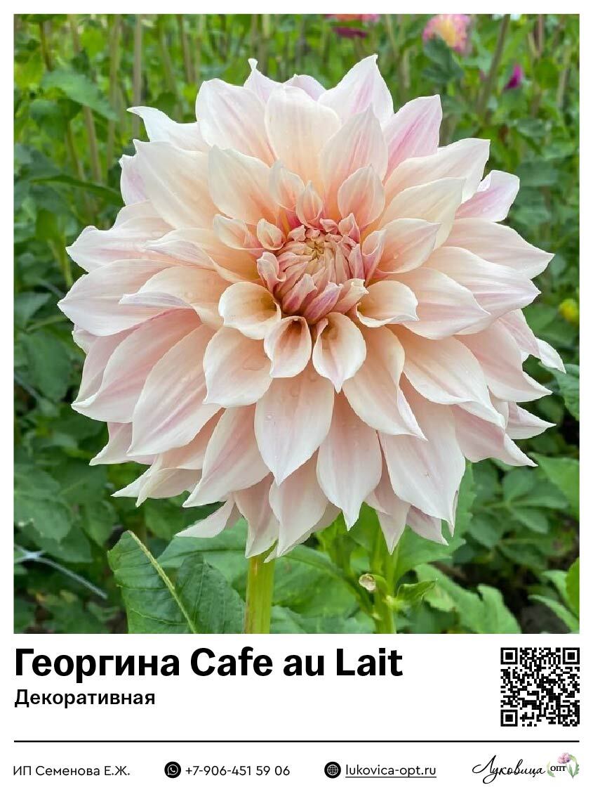 Георгина Cafe au Lait (Декоративная) 1 шт