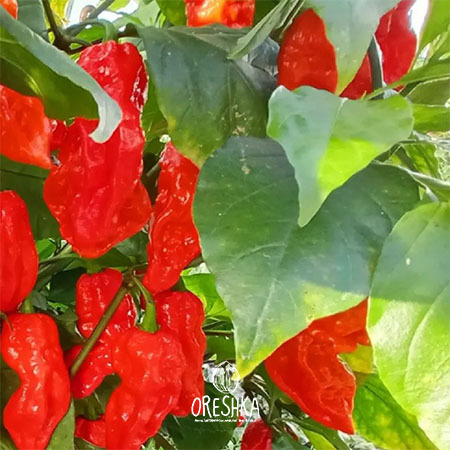 Seeds of Hot pepper Reaper dark magma (Capsicum) — 5 pcs