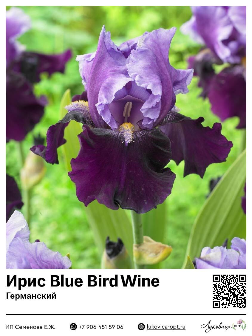 Ирис Blue Bird Wine (Германский) 1 шт