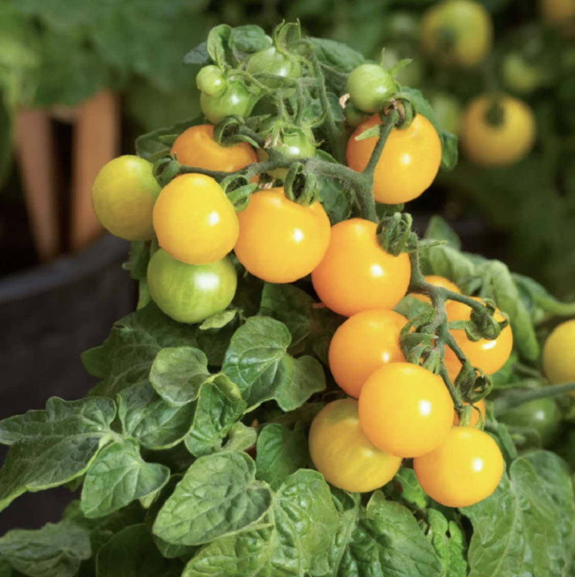 Кэнди страйп томат. Созревание помидор. Томат еллоу. Томат йеллоу гацци. Томат еллоу кой f1.