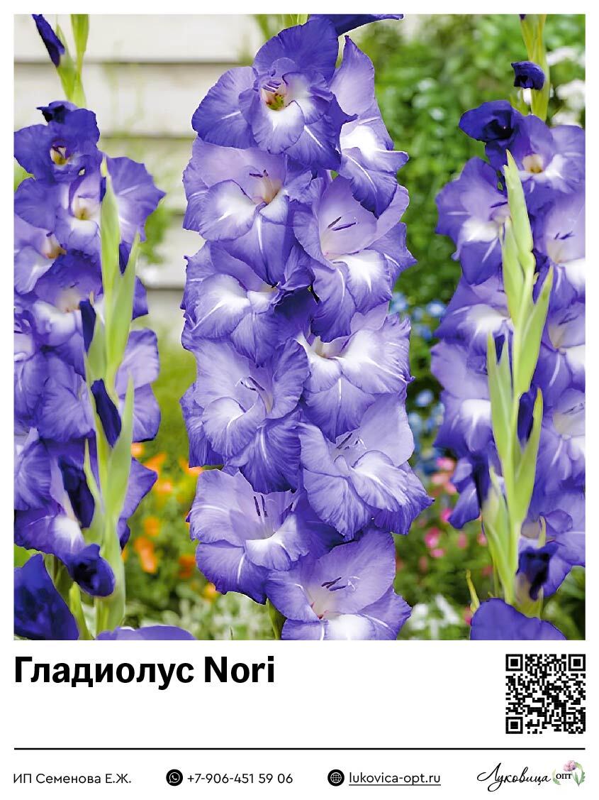 Гладиолус Nori 5 шт